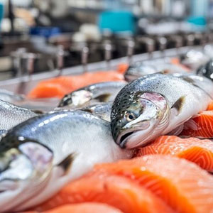 Máy chế biến cá